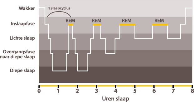 Dorsoo blog fasen van de slaapcyclus