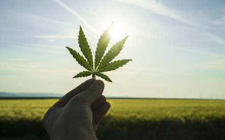 Helpt cannabis om beter te slapen? - Dorsoo