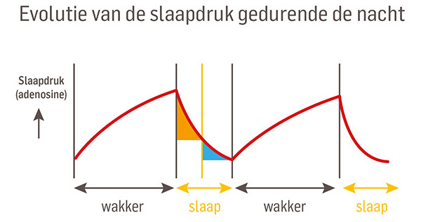 evolutie van de slaapdruk grafiek