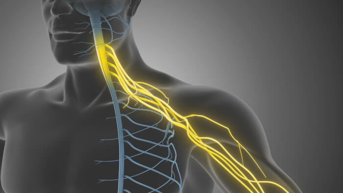 plexus brachialis