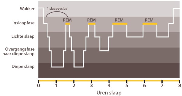 Illustratie Dorsoo slaapcyclus rem-slaap