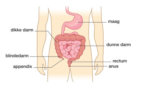 Lage rugpijn & darmklachten