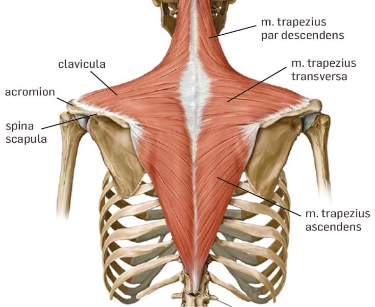 trapezius nek schouder