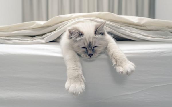 Een nachtrust veroorzaakt door huisdieren in bed |